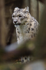 Portrait of Snow leopard in zoo