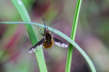 Ein Wollscheber im Gras.
