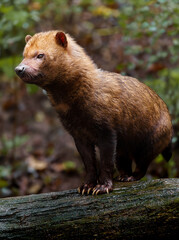 Portrait of Bush dog in zoo