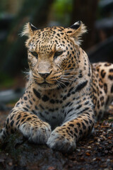 Portrait of Persian leopard in zoo