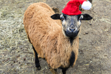 Ein Lamm, Schaf mit Weihnachtsmütze.