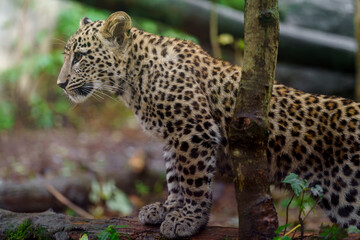 Portrait of Persian leopard in zoo