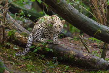 Portrait of Persian leopard in zoo