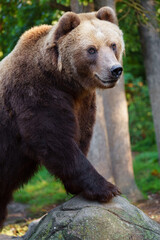 Fototapeta premium Kamchatka brown bear on rock