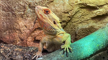 Eine Eidechse, eine Echse im Terarium.