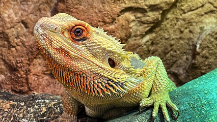 Eine Eidechse, eine Echse im Terarium.