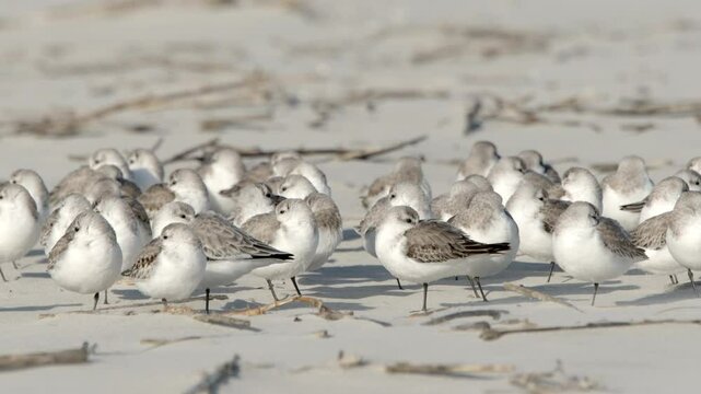 Slow motion shot of Sanderlings, Calidris alba, in non breeding plumage hopping on a beach.