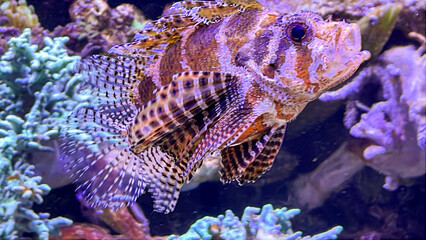 Portrait eine Feuerfisch.