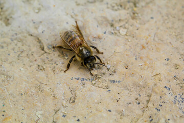 Eine Biene auf einem Stein.
