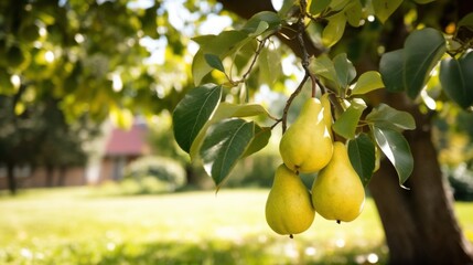 Ripe Pears Hanging from a Tree Branch