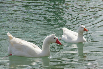 Two Emden Geese Swim in the Medina River