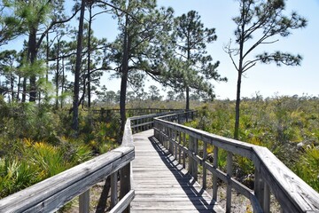 Obraz premium boardwalk walkway in the Florida forest landscape
