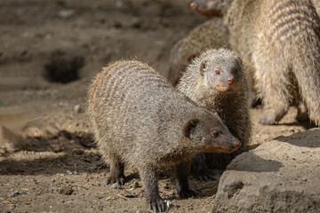 Banded Mongoose, group with baby, Mungos mungo