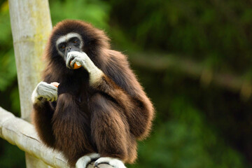 lar gibbon white-handed gibbon, an endangered primate in the gibbon family