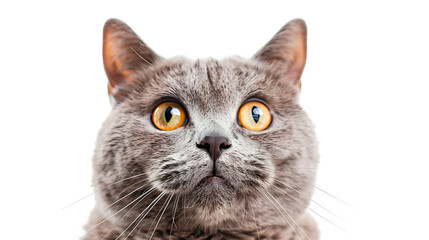 Fototapeta premium fluffy scottish straight cat portrait with bright whiskers and cute face closeup isolated on white for professional stock use