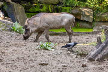 common warthog, standing very near by