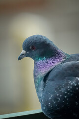Close up of a Domestic pigeon (Columba livia domestica) in bright grey color and small green and purple feathers looking down to the left, Lugano, Switzerland