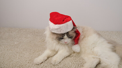 Tired white cat in red hat lying on white carpet.