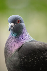 Classy looking close up of a Domestic pigeon (Columba livia domestica) with bright red eyes and shiny feathers
