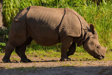 Fototapeta premium portrait of an adult rhinoceros on a sunny day in selective focus.