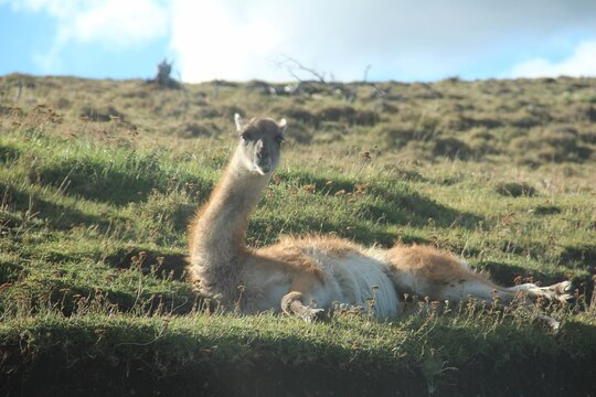 guanaco no parque nacional torres del paine, chile