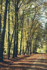 Obraz premium autumn in the forest