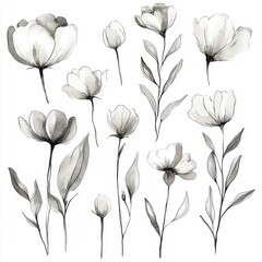 Elegant black and white floral sketches featuring various blooming flowers and buds.
