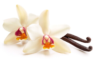 Vanilla pods and flower on white background. Baking spices, fragrance.