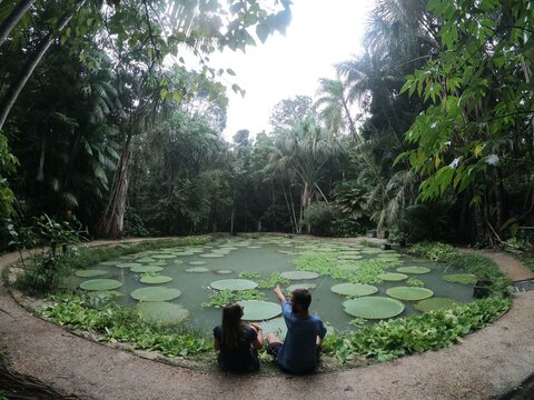 casal em lago com vit&oacute;ria r&eacute;gia, no museu da amazonia em manaus