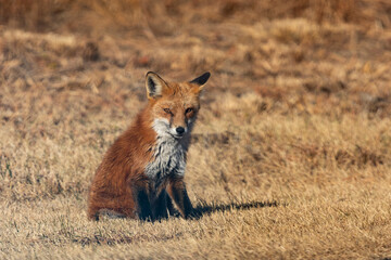 Beautiful Red Fox at Sandy Hook in Autumn