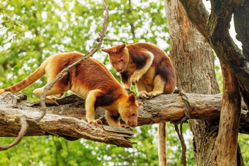 Obraz premium Goodfellow's Tree Kangaroo, portrait of very cute rare red animal.