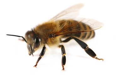 Honeybee isolated on white background, side view
