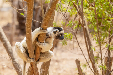 Fototapeta premium Sifaka lemur Propithecus verreauxi Madagascar nature