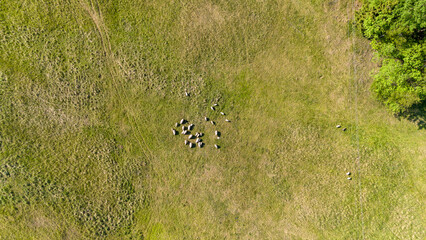 Aerial View of Sheep Grazing in a Field