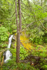 A river runs through a old growth forest.