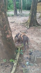 macaco em cima de cachorro 