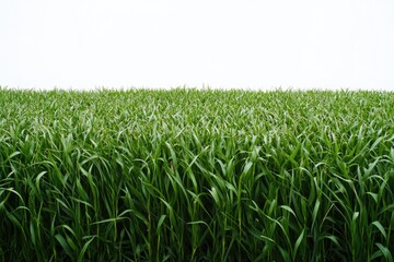 Fototapeta premium A serene scene of a lush green grass field against a bright white sky