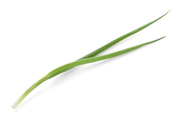 One fresh green onion isolated on white
