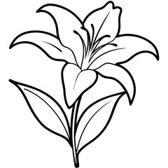 lily flower isolated on white