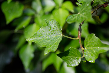 young ivy leaves with drops after rain