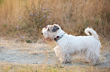 sealyham terrierl terrier standing on the path