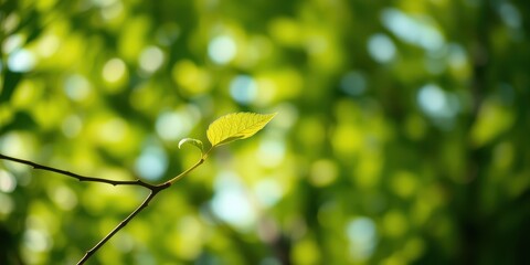 A Single Bright Green Leaf Emerging on a Branch Against a Softly Focused Background of Lush Greenery