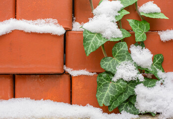 Orange bricks stack with ivy leaves covered with snow
