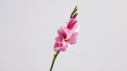 Delicate Pink Gladiolus Flower on a Simple Background, Perfect for Elegant Designs and Floral Arrangements