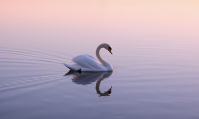 Fototapeta premium A solitary swan gliding across a still lake at dawn, the soft pinks and purples of the morning sky reflecting