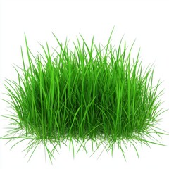 Obraz premium Vibrant green grass blades against a light background, creating a fresh and natural feel.