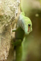 green lizard on a branch