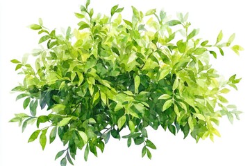 Obraz premium A close-up shot of a bush with green leaves on a white background