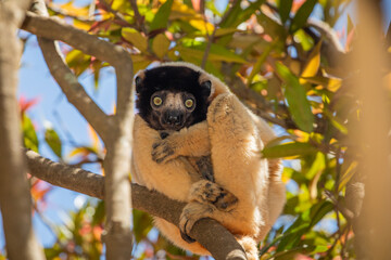 Endangered Coquerel Sifaka Lemur Propithecus coquereli Madagascar