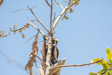 Endangered Coquerel Sifaka Lemur Propithecus coquereli Madagascar